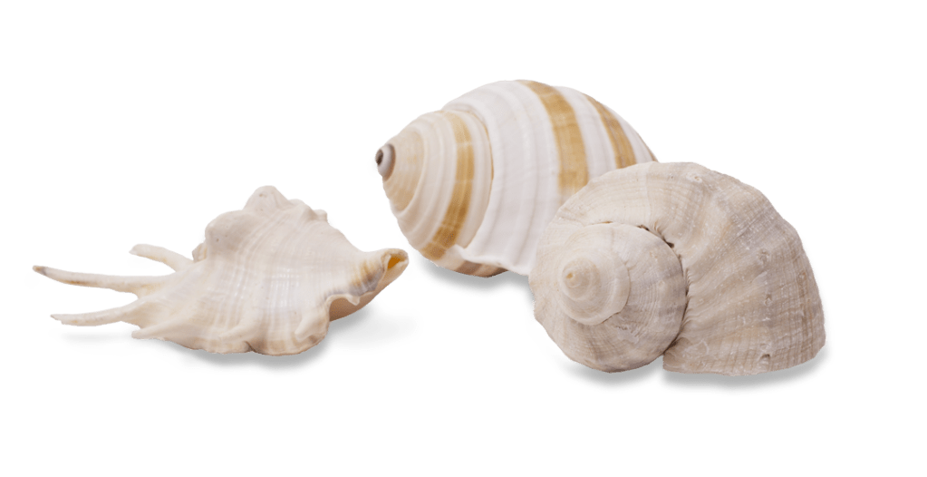 seashells